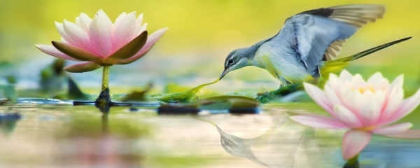 Grey Wag Tail and Lotus - Fuyi Chen