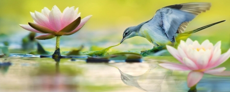 Grey Wag Tail and Lotus - Fuyi Chen