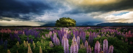 Lupin Flower - Kongkrit Sukying - 51303744.JPG